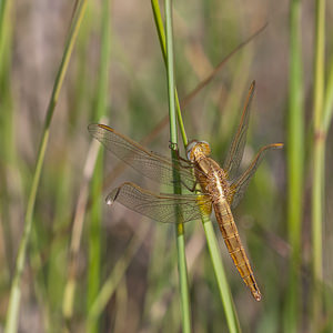 Crocothemis erythraea (Libellulidae)  - Crocothémis écarlate - Scarlet Dragonfly Nord [France] 02/06/2011 - 30m