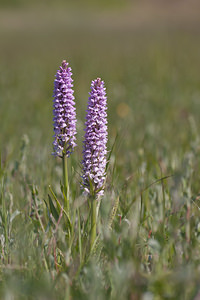 Dactylorhiza fuchsii (Orchidaceae)  - Dactylorhize de Fuchs, Orchis de Fuchs, Orchis tacheté des bois, Orchis de Meyer, Orchis des bois - Common Spotted-orchid Nord [France] 03/06/2011 - 10m