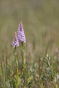 Dactylorhiza fuchsii (Orchidaceae)  - Dactylorhize de Fuchs, Orchis de Fuchs, Orchis tacheté des bois, Orchis de Meyer, Orchis des bois - Common Spotted-orchid Nord [France] 11/06/2011 - 10m