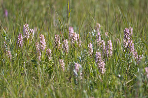 Dactylorhiza incarnata (Orchidaceae)  - Dactylorhize incarnat, Orchis incarnat, Orchis couleur de chair - Early Marsh-orchid Nord [France] 03/06/2011 - 10m