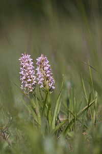 Dactylorhiza incarnata (Orchidaceae)  - Dactylorhize incarnat, Orchis incarnat, Orchis couleur de chair - Early Marsh-orchid Nord [France] 03/06/2011 - 10m