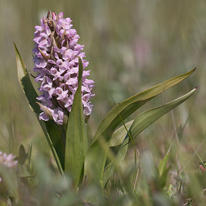 Dactylorhiza incarnata (Orchidaceae)  - Dactylorhize incarnat, Orchis incarnat, Orchis couleur de chair - Early Marsh-orchid Nord [France] 03/06/2011 - 10m