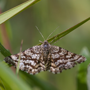 Ematurga atomaria (Geometridae)  - Phalène picotée - Common Heath Nord [France] 11/06/2011 - 10m