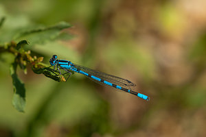 Enallagma cyathigerum (Coenagrionidae)  - Agrion porte-coupe - Common Blue Damselfly Nord [France] 02/06/2011 - 40m