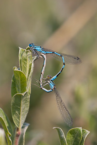 Enallagma cyathigerum (Coenagrionidae)  - Agrion porte-coupe - Common Blue Damselfly Nord [France] 03/06/2011 - 10m