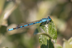Enallagma cyathigerum (Coenagrionidae)  - Agrion porte-coupe - Common Blue Damselfly Nord [France] 03/06/2011 - 10m