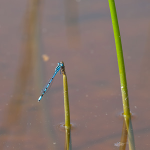 Enallagma cyathigerum (Coenagrionidae)  - Agrion porte-coupe - Common Blue Damselfly Nord [France] 03/06/2011 - 10m