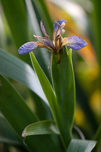 Iris foetidissima (Iridaceae)  - Iris fétide, Iris gigot, Iris puant, Glaïeul puant - Stinking Iris Pas-de-Calais [France] 04/06/2011 - 20m