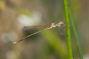 Lestes barbarus (Lestidae)  - Leste sauvage - Shy Emerald Damselfly Pas-de-Calais [France] 04/06/2011 - 20m