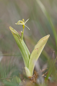 Liparis loeselii (Orchidaceae)  - Liparis de Loesel - Fen Orchid Pas-de-Calais [France] 04/06/2011 - 10m