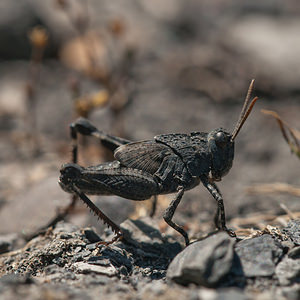 Oedipoda caerulescens (Acrididae)  - Oedipode turquoise, Criquet à ailes bleues - Blue-winged Grasshopper Nord [France] 02/06/2011 - 20m