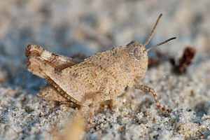 Oedipoda caerulescens (Acrididae)  - Oedipode turquoise, Criquet à ailes bleues - Blue-winged Grasshopper Pas-de-Calais [France] 04/06/2011 - 10mjuv?nile