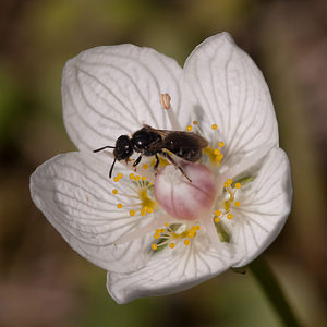 Parnassia palustris (Celastraceae)  - Parnassie des marais, Hépatique blanche - Grass-of-Parnassus Nord [France] 11/06/2011 - 10m