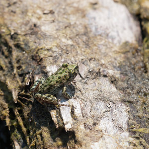 Pelodytes punctatus (Pelodytidae)  - Pélodyte ponctué - Parsley Frog Pas-de-Calais [France] 04/06/2011 - 20m