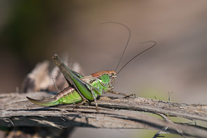 Platycleis albopunctata (Tettigoniidae)  - Decticelle grisâtre, Dectique gris - Grey Bush Cricket Pas-de-Calais [France] 04/06/2011 - 20m