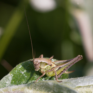 Platycleis albopunctata (Tettigoniidae)  - Decticelle grisâtre, Dectique gris - Grey Bush Cricket Nord [France] 11/06/2011 - 10m