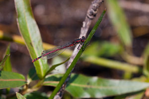 Pyrrhosoma nymphula (Coenagrionidae)  - Petite nymphe au corps de feu - Large Red Damselfly Pas-de-Calais [France] 04/06/2011 - 20m