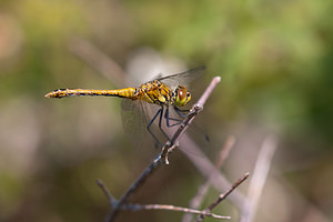 Sympetrum sanguineum (Libellulidae)  - Sympétrum sanguin, Sympétrum rouge sang - Ruddy Darter Pas-de-Calais [France] 04/06/2011 - 20m