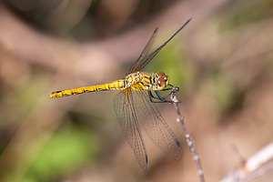 Sympetrum sanguineum (Libellulidae)  - Sympétrum sanguin, Sympétrum rouge sang - Ruddy Darter Pas-de-Calais [France] 04/06/2011 - 20m