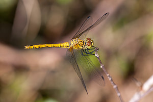 Sympetrum sanguineum (Libellulidae)  - Sympétrum sanguin, Sympétrum rouge sang - Ruddy Darter Pas-de-Calais [France] 04/06/2011 - 20m