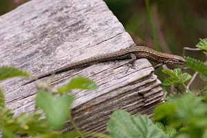 Zootoca vivipara (Lacertidae)  - Lézard vivipare - Viviparous Lizard Pas-de-Calais [France] 04/06/2011 - 30m