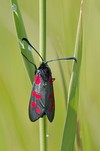 Zygaena filipendulae (Zygaenidae)  - Zygène du Pied-de-Poule, Zygène des Lotiers, Zygène de la Filipendule - Six-spot Burnet Nord [France] 11/06/2011 - 10m