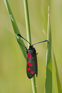 Zygaena filipendulae (Zygaenidae)  - Zygène du Pied-de-Poule, Zygène des Lotiers, Zygène de la Filipendule - Six-spot Burnet Nord [France] 11/06/2011 - 10m