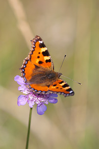 Aglais urticae (Nymphalidae)  - Petite Tortue, Vanesse de l'Ortie, Petit-Renard - Small Tortoiseshell Meuse [France] 30/07/2011 - 340m