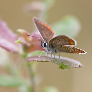 Aricia agestis (Lycaenidae)  - Collier-de-corail, Argus brun - Brown Argus Meuse [France] 30/07/2011 - 340m