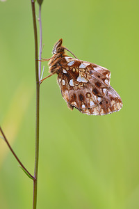 Boloria dia (Nymphalidae)  - Petite Violette, Nacré violet - Weaver's Fritillary Vosges [France] 31/07/2011 - 370m