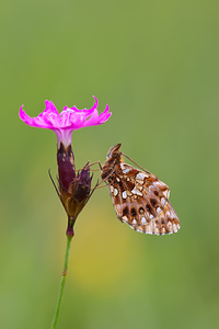 Boloria dia (Nymphalidae)  - Petite Violette, Nacré violet - Weaver's Fritillary Vosges [France] 31/07/2011 - 370m