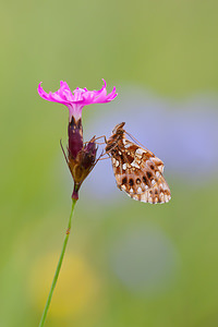 Boloria dia (Nymphalidae)  - Petite Violette, Nacré violet - Weaver's Fritillary Vosges [France] 31/07/2011 - 370m