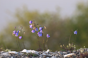 Campanula rotundifolia (Campanulaceae)  - Campanule à feuilles rondes - Harebell Meuse [France] 30/07/2011 - 340m