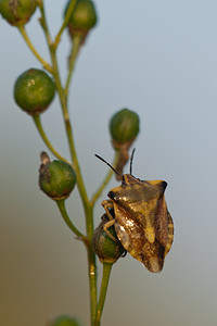 Carpocoris fuscispinus (Pentatomidae)  Meuse [France] 30/07/2011 - 340m