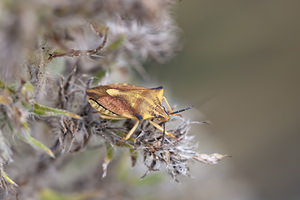 Carpocoris fuscispinus (Pentatomidae)  Meuse [France] 30/07/2011 - 330m