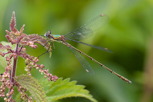 Chalcolestes viridis (Lestidae)  - Leste vert - Green Emerald Damselfly Ath [Belgique] 17/07/2011 - 20m