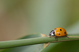 Coccinella septempunctata (Coccinellidae)  - Coccinelle à 7 points, Coccinelle, Bête à bon Dieu - Seven-spot Ladybird Ath [Belgique] 17/07/2011 - 20m