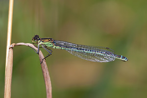 Coenagrion puella (Coenagrionidae)  - Agrion jouvencelle - Azure Damselfly Ath [Belgique] 17/07/2011 - 20mfemelle, forme verte