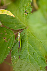 Conocephalus fuscus (Tettigoniidae)  - Conocéphale bigarré, Xiphidion Brun - Long-winged Conehead Ath [Belgique] 17/07/2011 - 20m