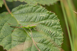 Conocephalus fuscus (Tettigoniidae)  - Conocéphale bigarré, Xiphidion Brun - Long-winged Conehead Ath [Belgique] 17/07/2011 - 20m