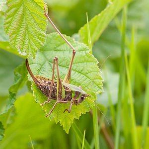 Decticus verrucivorus (Tettigoniidae)  - Dectique verrucivore - Wart-biter Vosges [France] 31/07/2011 - 370m