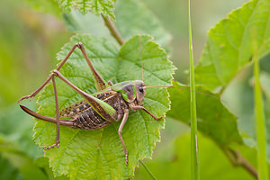 Decticus verrucivorus (Tettigoniidae)  - Dectique verrucivore - Wart-biter Vosges [France] 31/07/2011 - 370m
