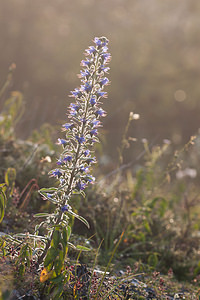 Echium vulgare (Boraginaceae)  - Vipérine commune, Vipérine vulgaire - Viper's Bugloss Meuse [France] 30/07/2011 - 340m