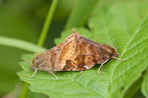 Euclidia glyphica (Erebidae)  - Doublure jaune - Burnet Companion Meuse [France] 30/07/2011 - 260m