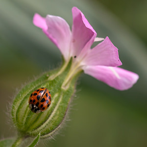 Harmonia axyridis Coccinelle asiatique, Coccinelle arlequin Harlequin ladybird, Asian ladybird, Asian ladybeetle