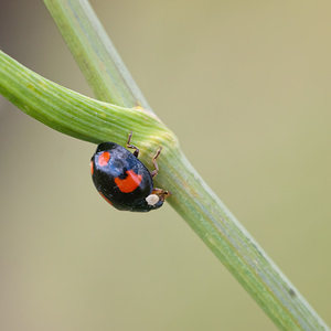 Harmonia axyridis (Coccinellidae)  - Coccinelle asiatique, Coccinelle arlequin - Harlequin ladybird, Asian ladybird, Asian ladybeetle Meuse [France] 30/07/2011 - 340mforme spectabilis