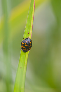 Harmonia axyridis (Coccinellidae)  - Coccinelle asiatique, Coccinelle arlequin - Harlequin ladybird, Asian ladybird, Asian ladybeetle Meuse [France] 30/07/2011 - 260mforme succinea