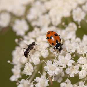 Hippodamia variegata (Coccinellidae)  - Coccinelle des friches - Adonis' Ladybird Meuse [France] 30/07/2011 - 340m