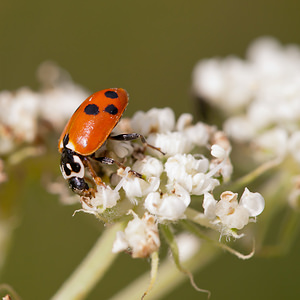 Hippodamia variegata (Coccinellidae)  - Coccinelle des friches - Adonis' Ladybird Meuse [France] 30/07/2011 - 340m