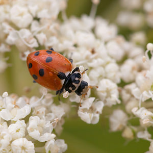 Hippodamia variegata (Coccinellidae)  - Coccinelle des friches - Adonis' Ladybird Meuse [France] 30/07/2011 - 340m